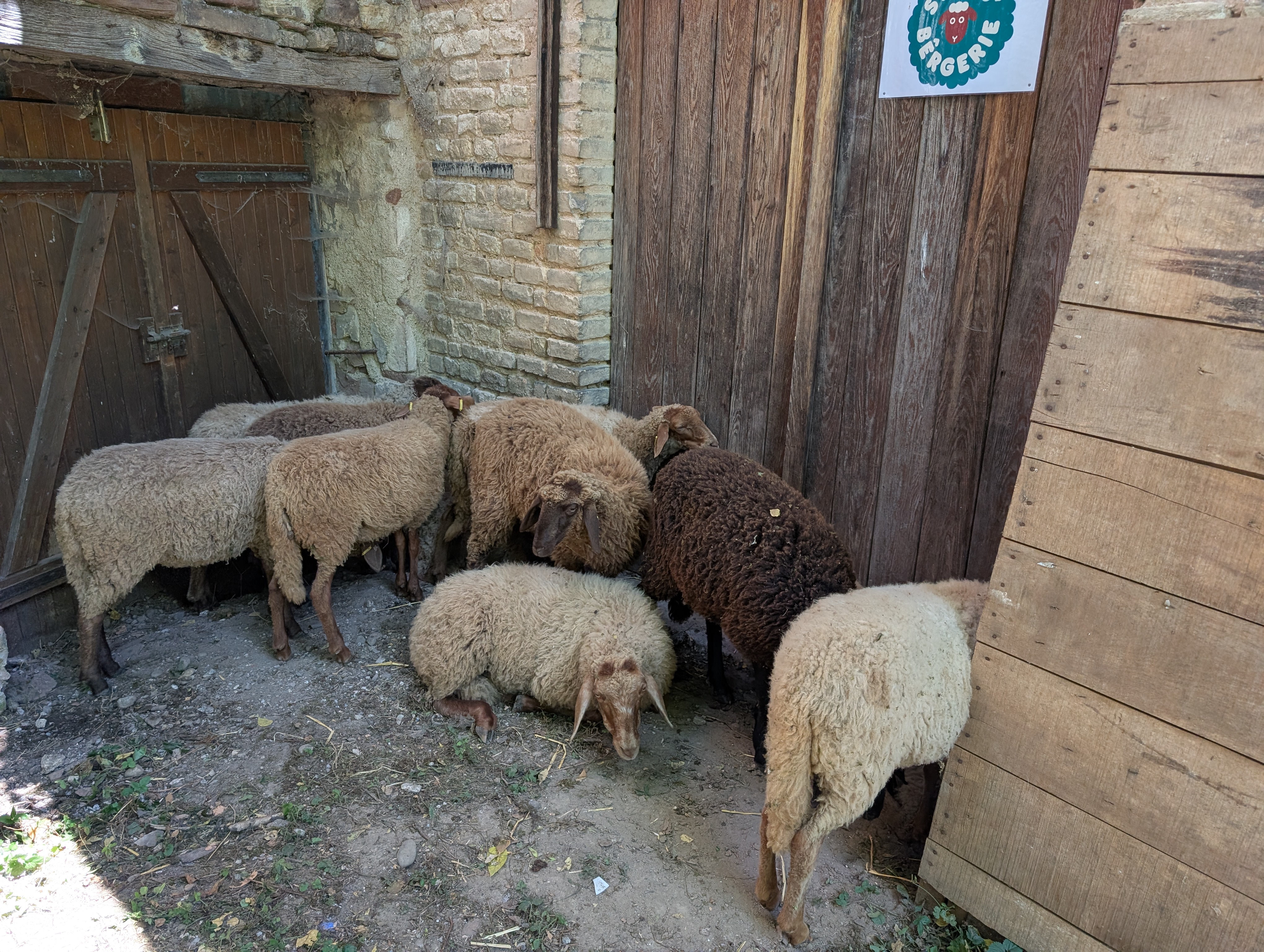 brebis à la bergerie